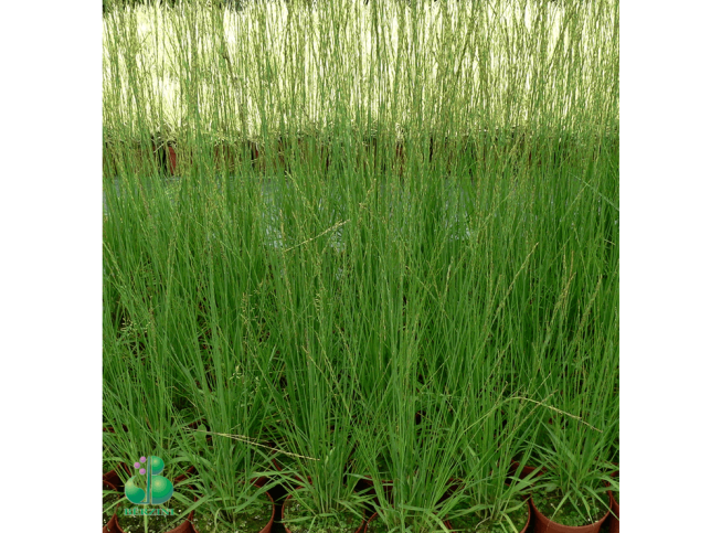 Molinia caerulea ssp. caerulea   'Edith Dudszus'